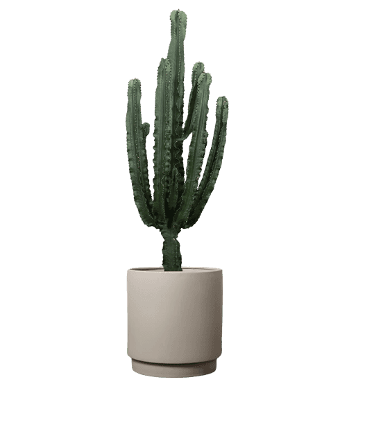 Euphorbia Eritrea 60-80 cm